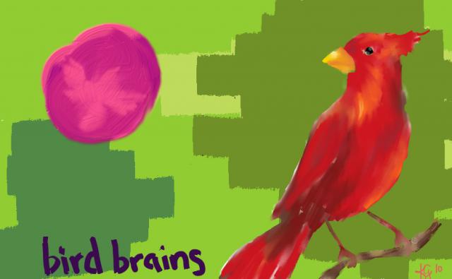 Bird Brains